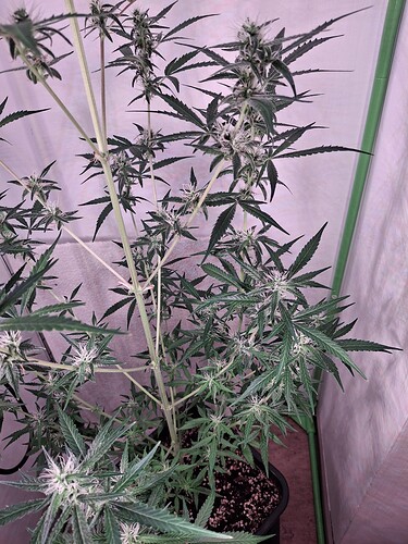 Growreport Bild 206