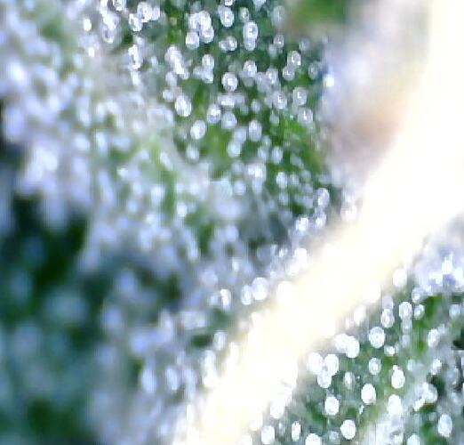 Growreport Bild 36