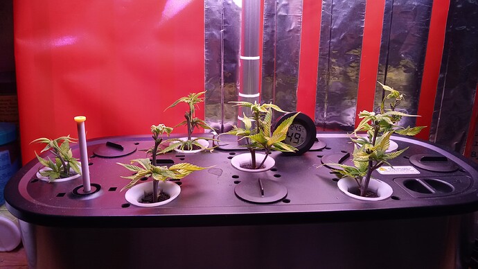 Growreport Bild 4