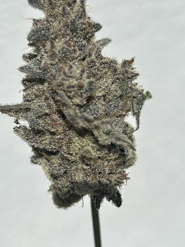 Growreport Bild 6
