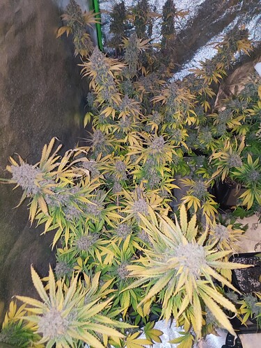 Growreport Bild 31