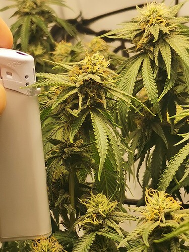 Growreport Bild 3