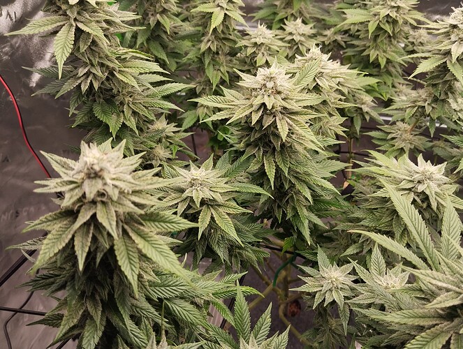 Growreport Bild 3