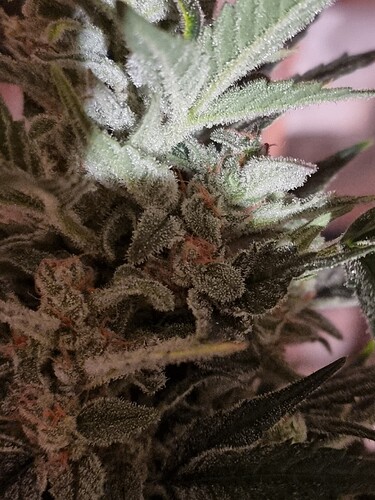 Growreport Bild 7
