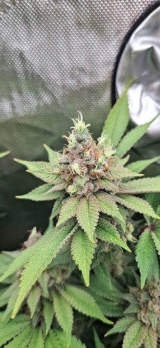 Growreport Bild 7