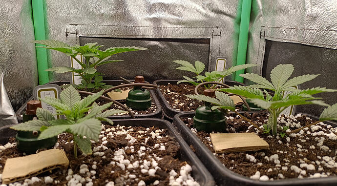 Growreport Bild 2