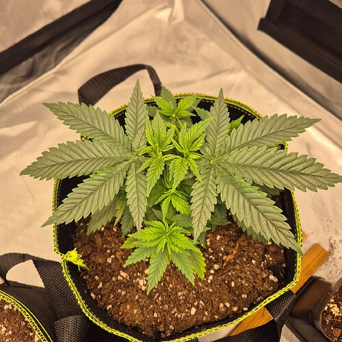 Growreport Bild 2