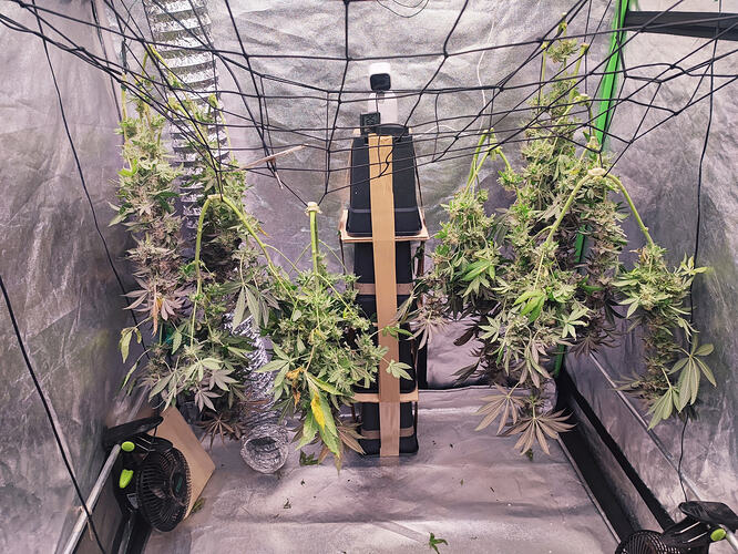 Growreport Bild 71