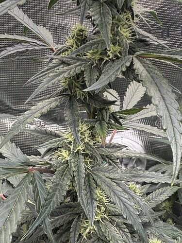 Growreport Bild 1