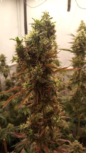 Growreport Bild 28