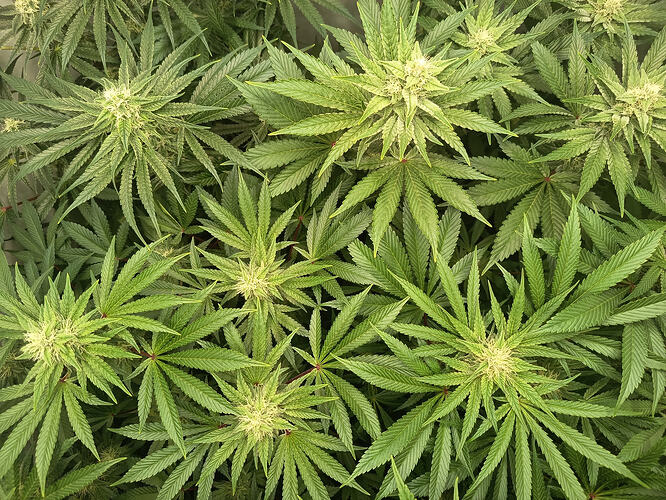 Growreport Bild 18