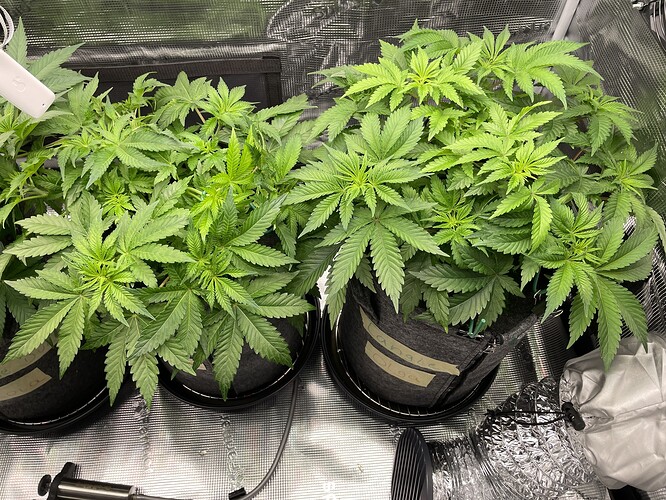 Vier junge Cannabispflanzen in Vlies-Töpfen, die sich in der Wachstumsphase befinden. Die Pflanzen sind dicht und grün mit vielen Blättern.
