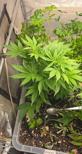 Growreport Bild 3