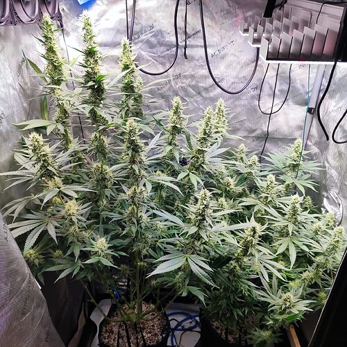 Growreport Bild 4