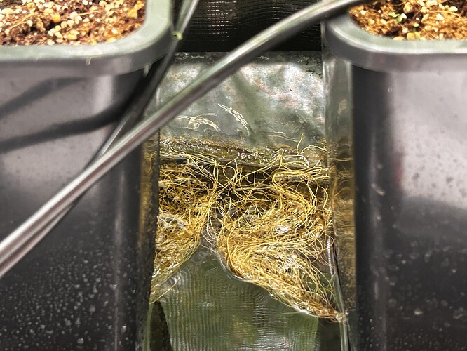 Growreport Bild 76
