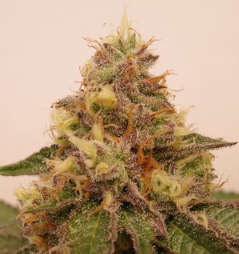 Growreport Bild 9