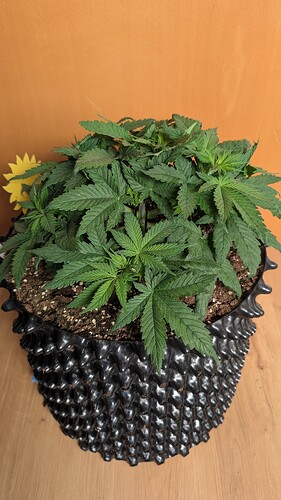 PXL_20250409_134421699.MP