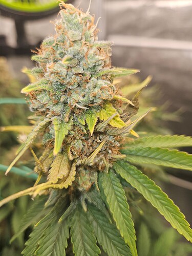 Growreport Bild 4