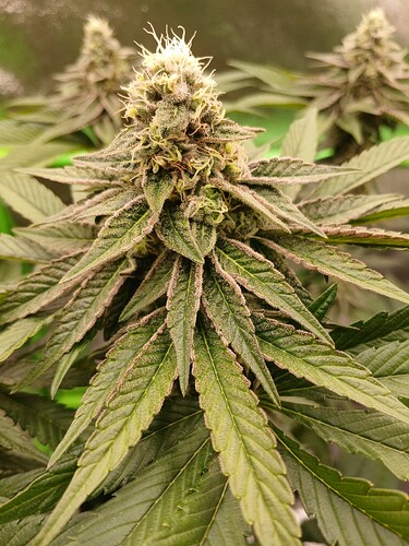 Growreport Bild 19