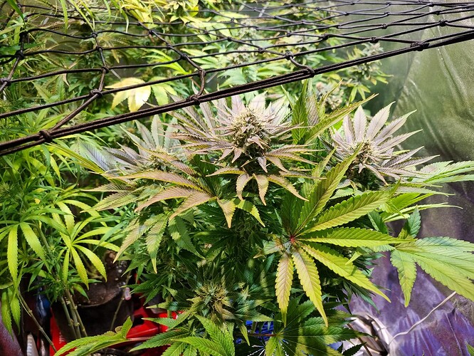 Eine blühende Cannabispflanze mit violetten und grünen Blättern, die unter einem Netz wächst.