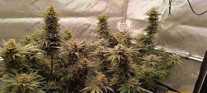 Growreport Bild 6