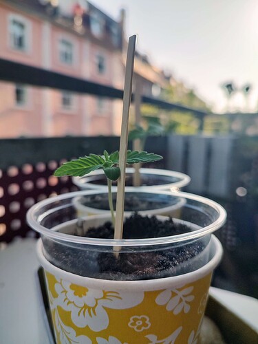 Growreport Bild 2