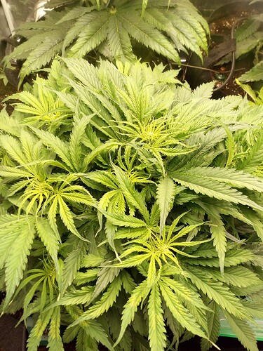 Nahaufnahme einer Cannabis-Pflanze in der frühen Blütephase, die Anzeichen von Training zeigt.