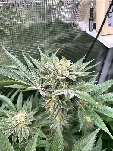 Nahaufnahme einer blühenden Cannabispflanze mit dichten, mit Trichomen bedeckten Blüten und breiten Blättern. Im Hintergrund ist eine reflektierende Zeltwand und ein Messgerät zu sehen.