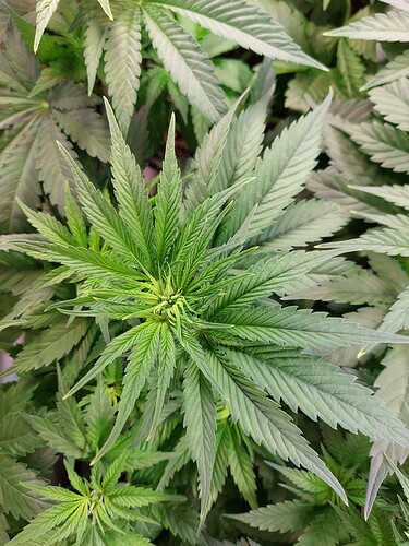 Growreport Bild 2