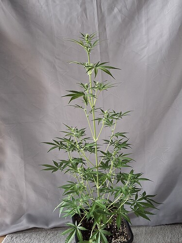 Growreport Bild 165