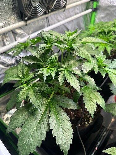 Growreport Bild 20