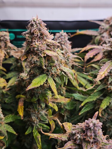 MVIMG_20251128_151205