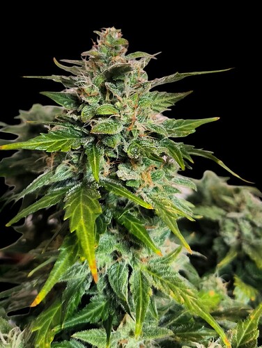 Growreport Bild 18