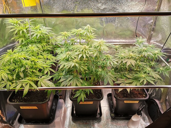 Mix grow BT22 (2)
