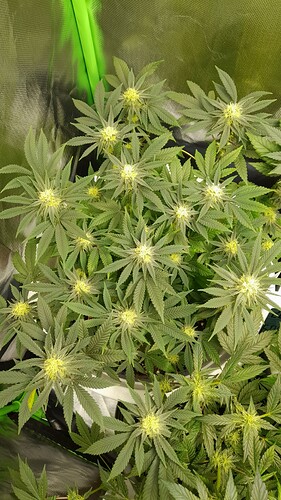 Growreport Bild 2