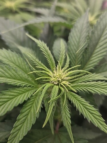 Growreport Bild 6