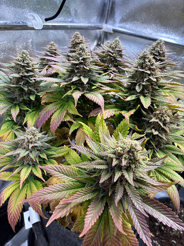 Growreport Bild 2