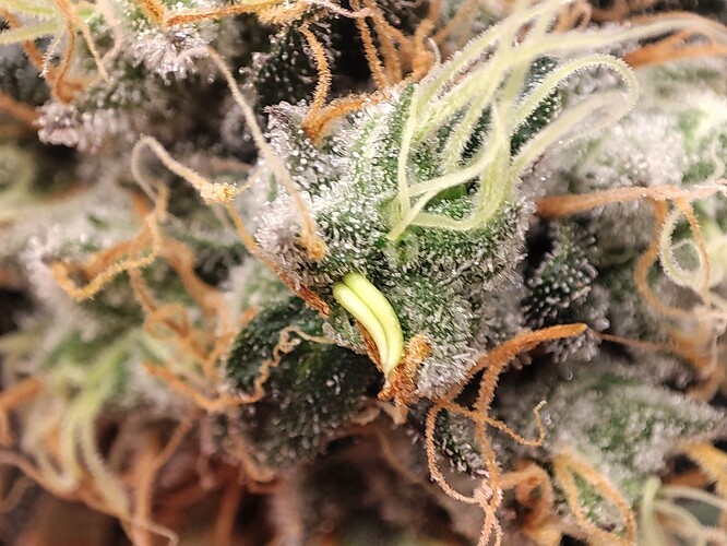 Growreport Bild 1