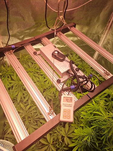 Eine Growbox mit mehreren Cannabis-Pflanzen im Wuchs, beleuchtet von einer LED-Growlampe. Ein Messgerät für Lichtintensität liegt auf der Lampe.