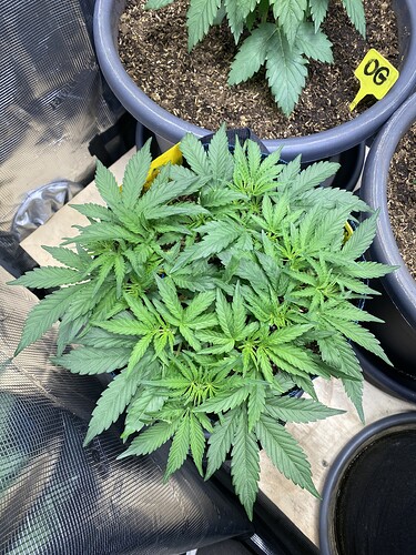 Growreport Bild 39