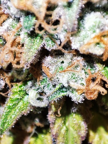 Growreport Bild 36