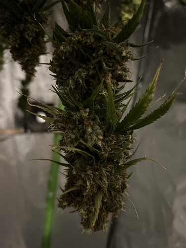 Growreport Bild 3