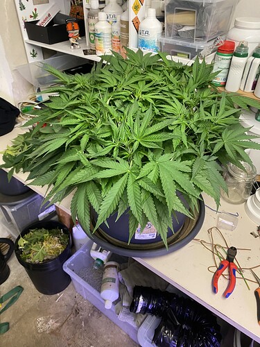 Growreport Bild 58