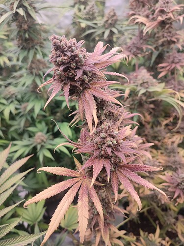 Growreport Bild 33