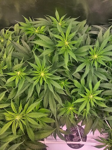 Growreport Bild 17