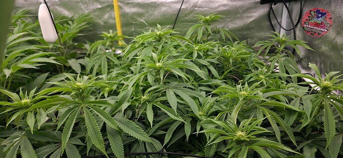 Growreport Bild 20
