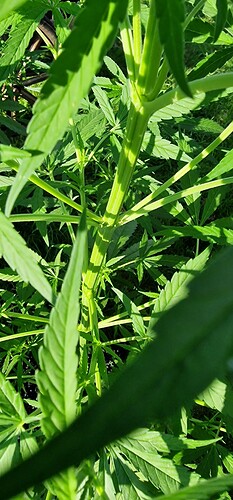 Growreport Bild 2
