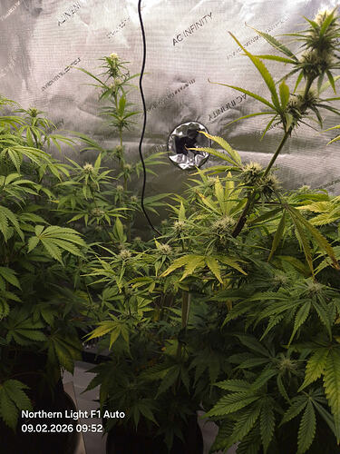 Drei Cannabis-Pflanzen in einem Growzelt, die sich in der Blütephase befinden.