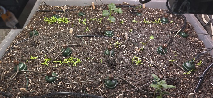 Growreport Bild 36