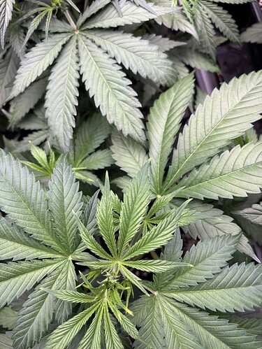 Growreport Bild 6